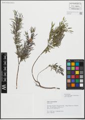 Foto von Salix repens subsp. rosmarinifolia (L.) Andersson